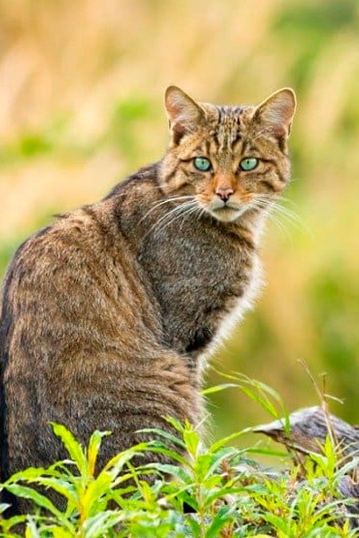 Европейские кошки