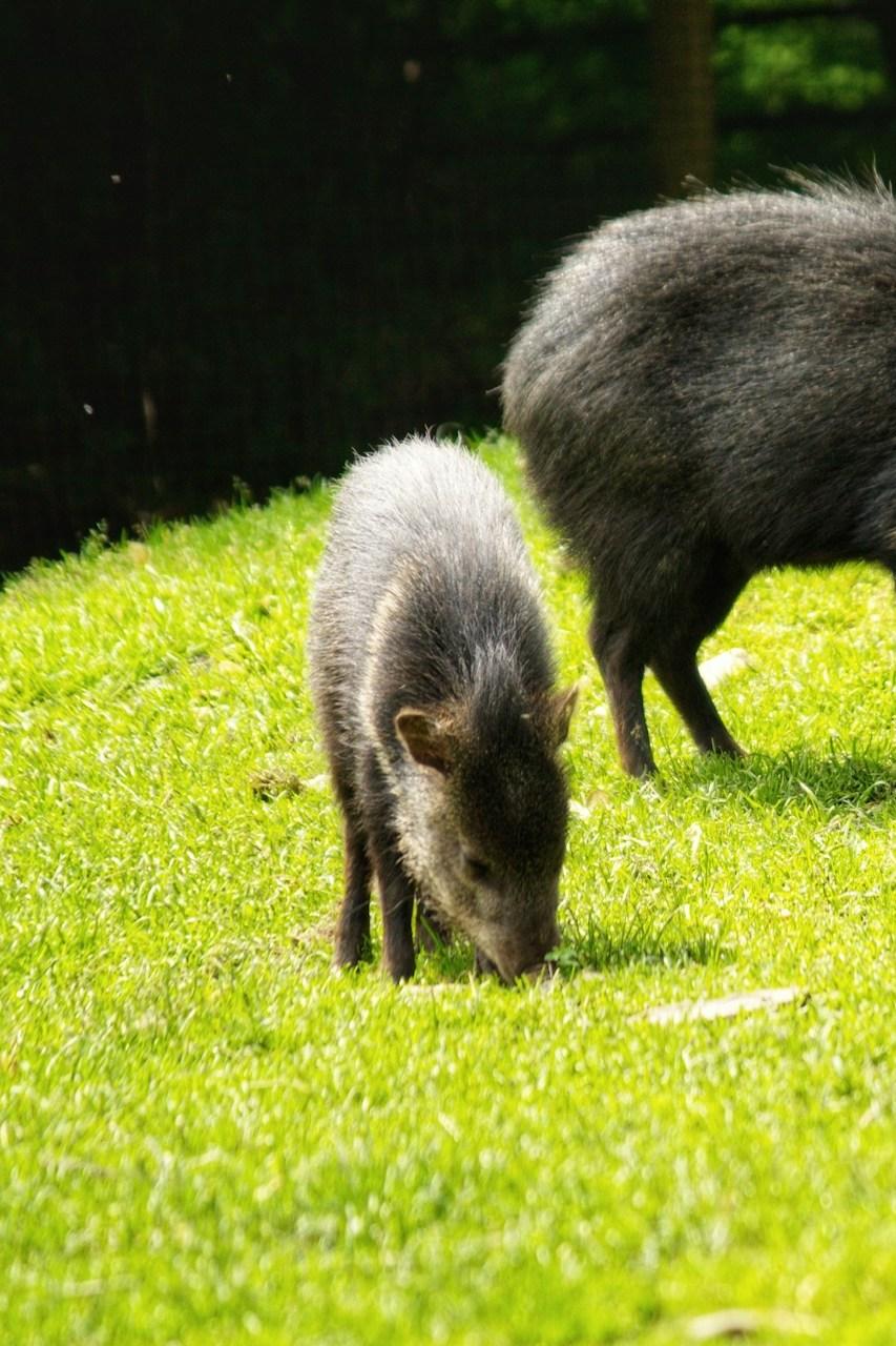 Охота на кабана с вышки