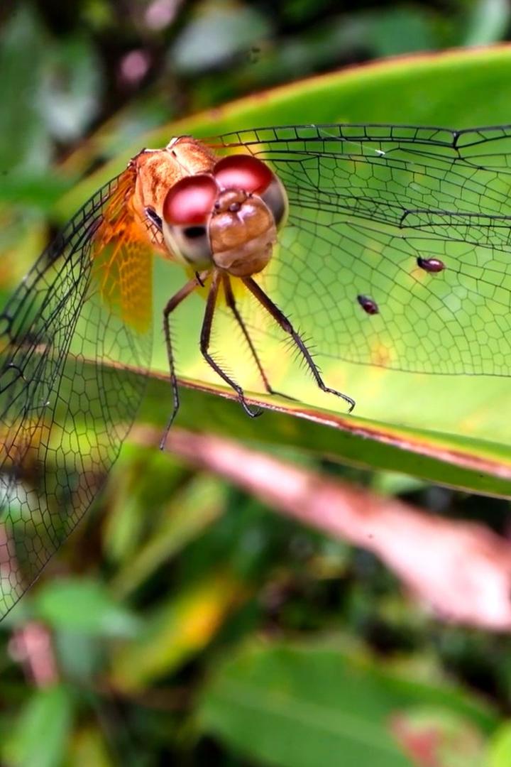 Загадочный мир насекомых