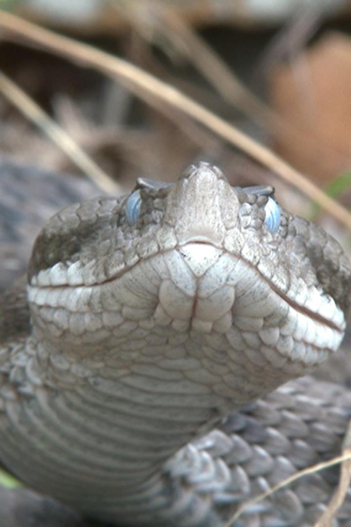 Пиренейские гадюки