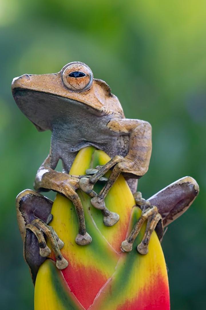 Сердце Борнео