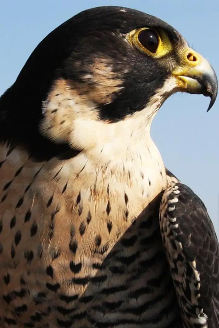 Городские воины