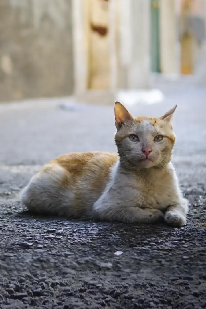 Мой кот из Дамаска