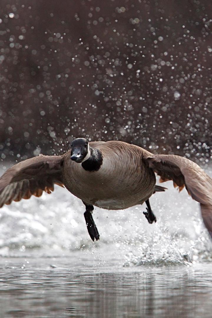 Гусиная охота на болотах с Евгением Шеляпиным