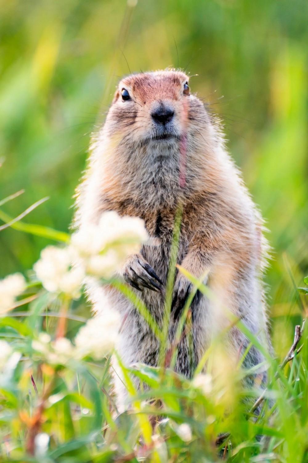 Охота на сурка с арбалетом с Евгением Шеляпиным