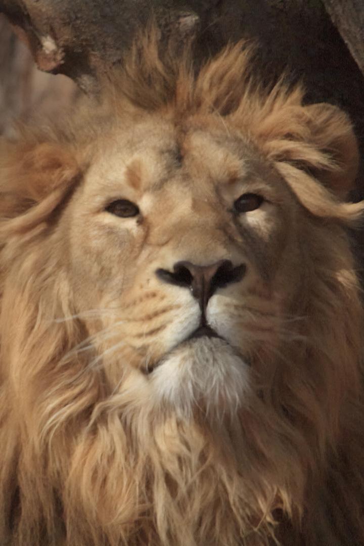 Как выжить в дикой природе