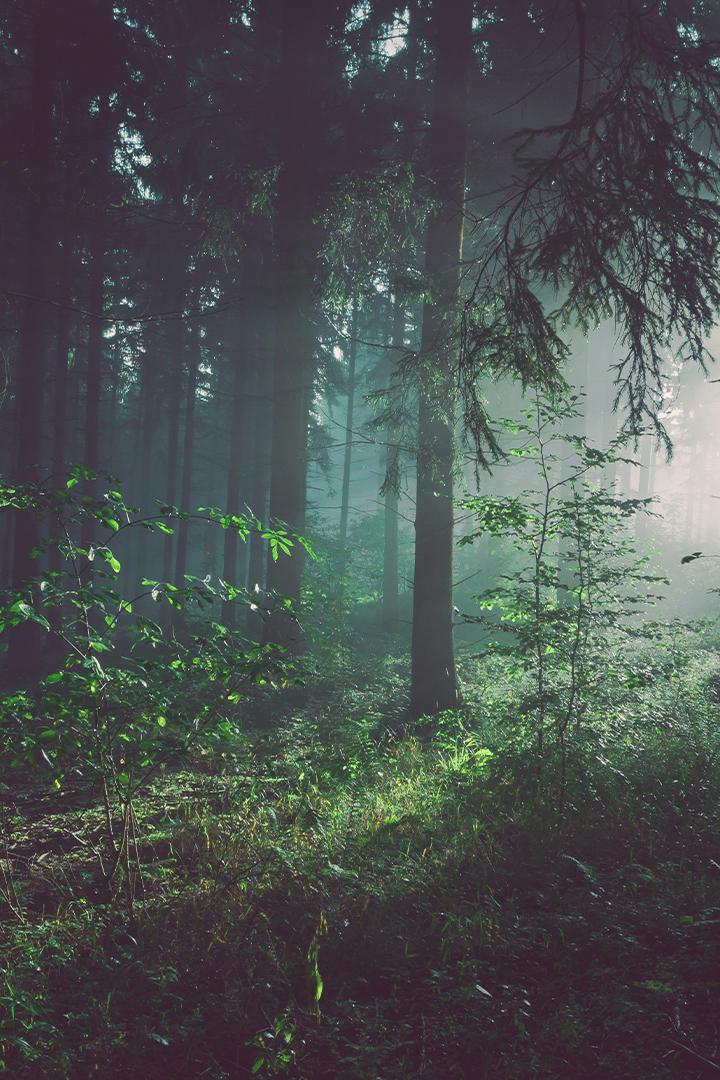 Таинственный лес