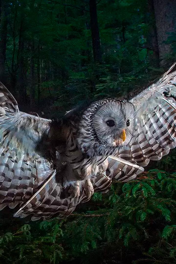 Бесстрашная королева ночи