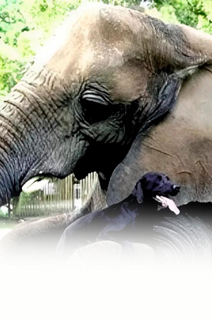 Лучшие друзья