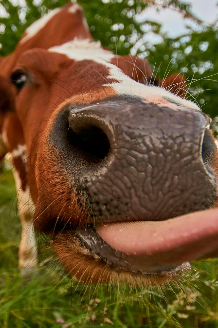 Наши любимцы