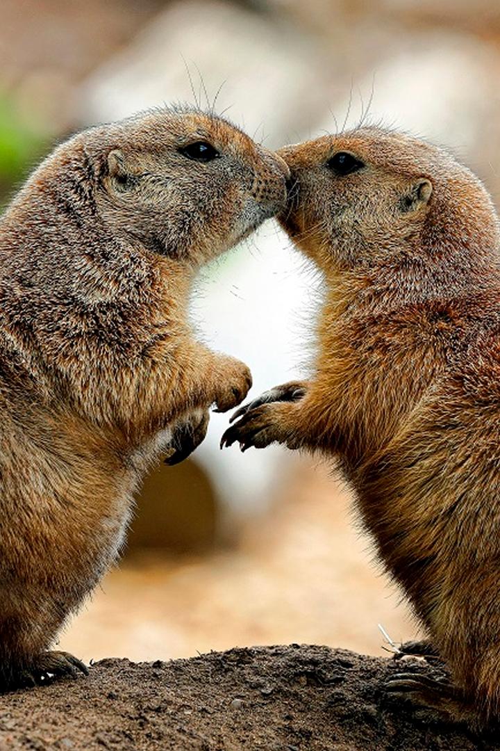 Герои американских прерий