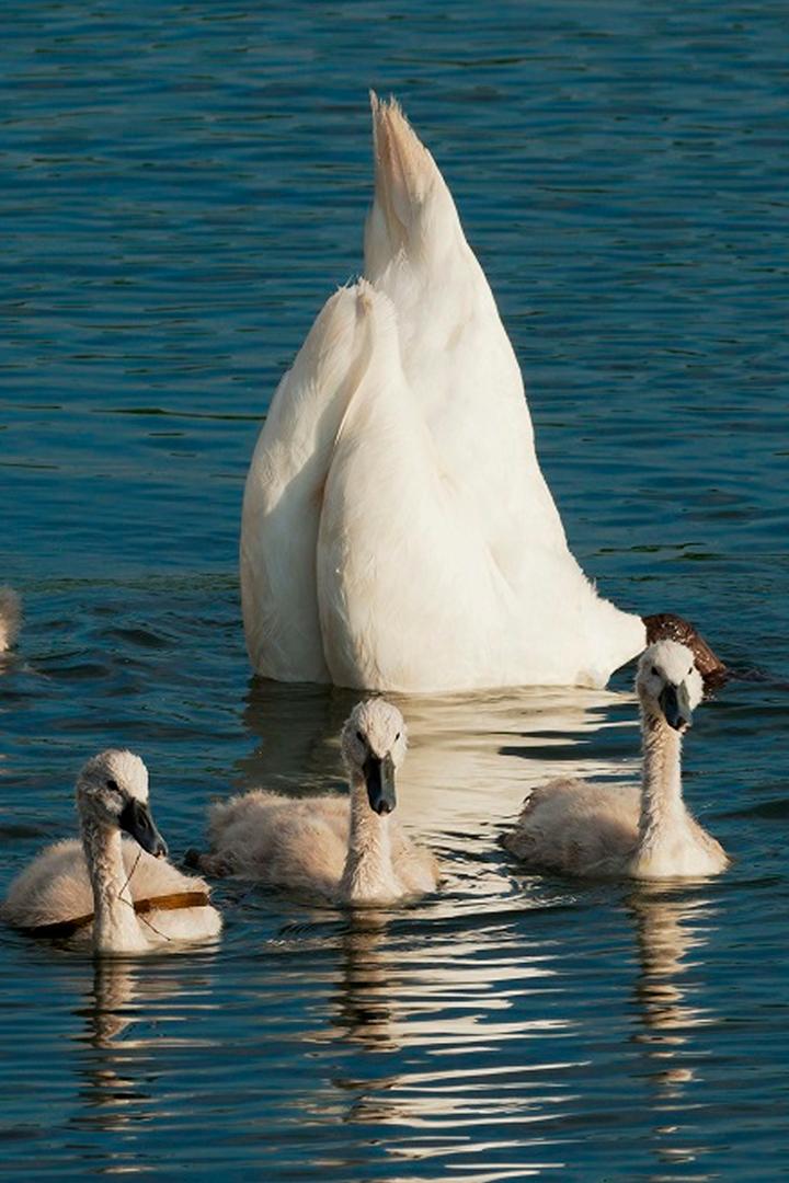 Семейные узы