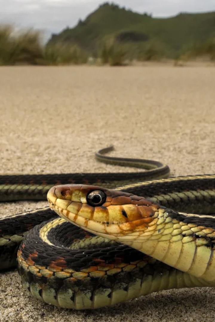 Змеиный сезон