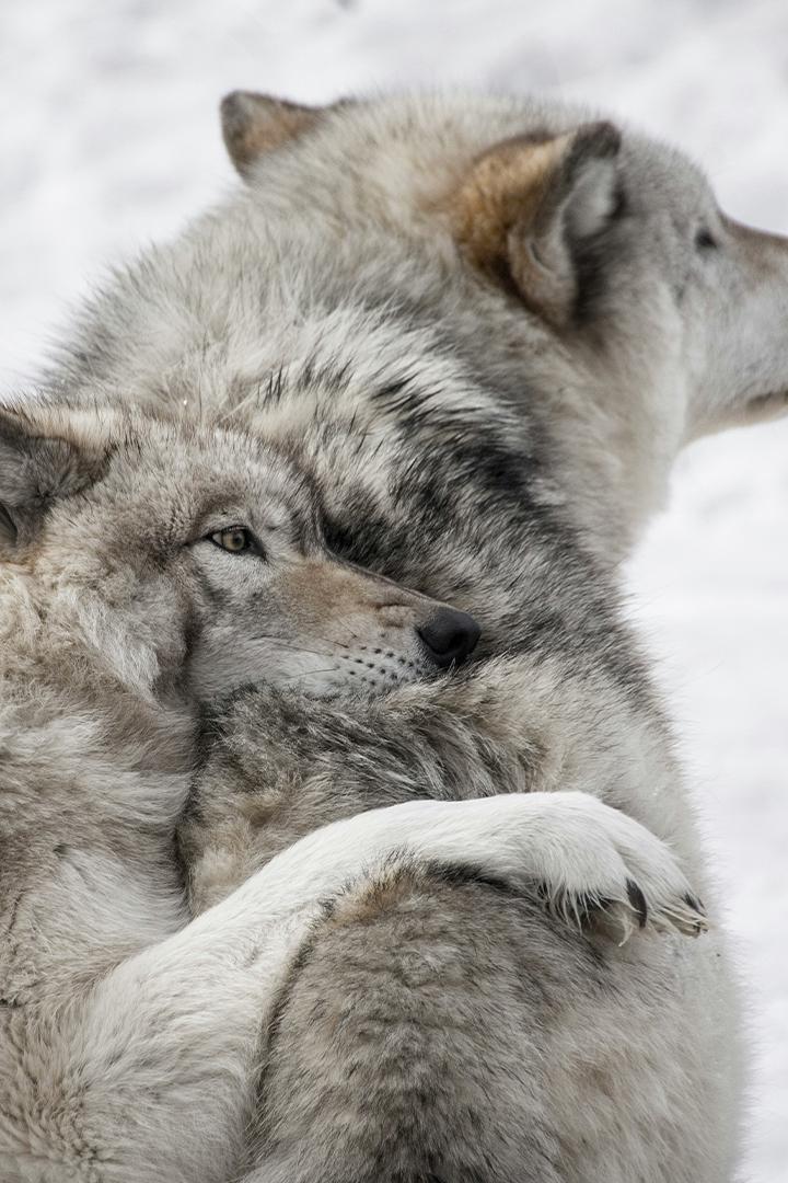 Животные от и до