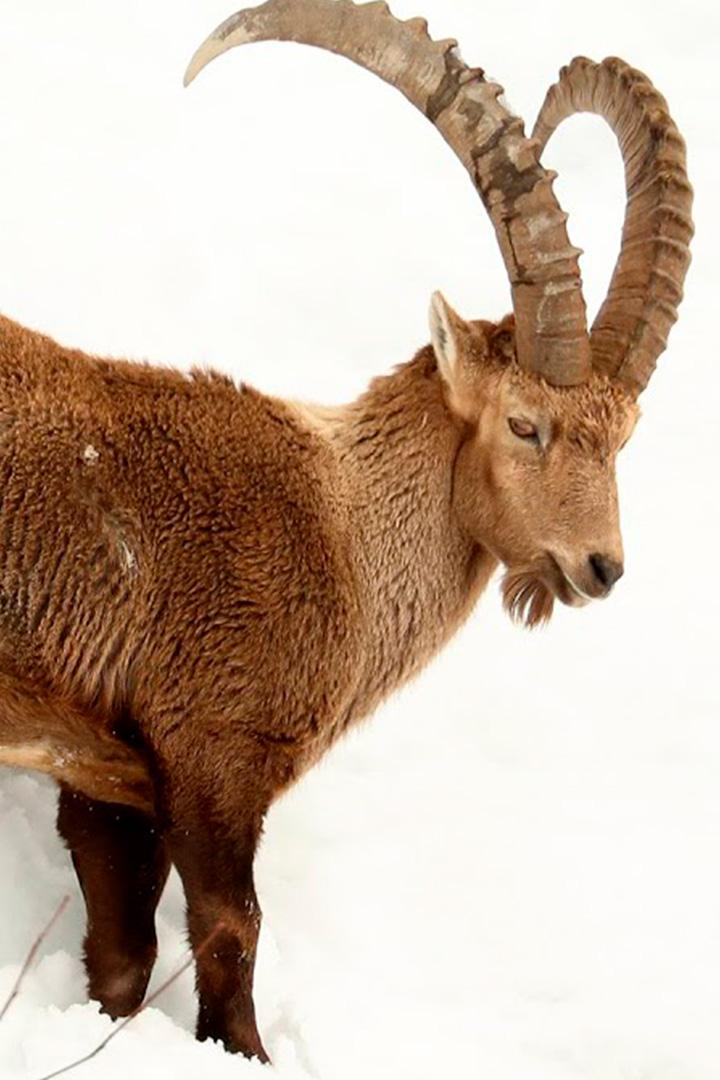 Ибексы: альпийские козероги