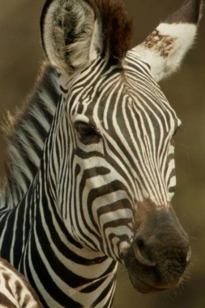 Зебры: звёзды в полоску