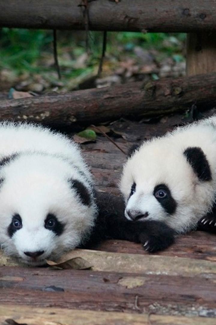 Королевство большой панды