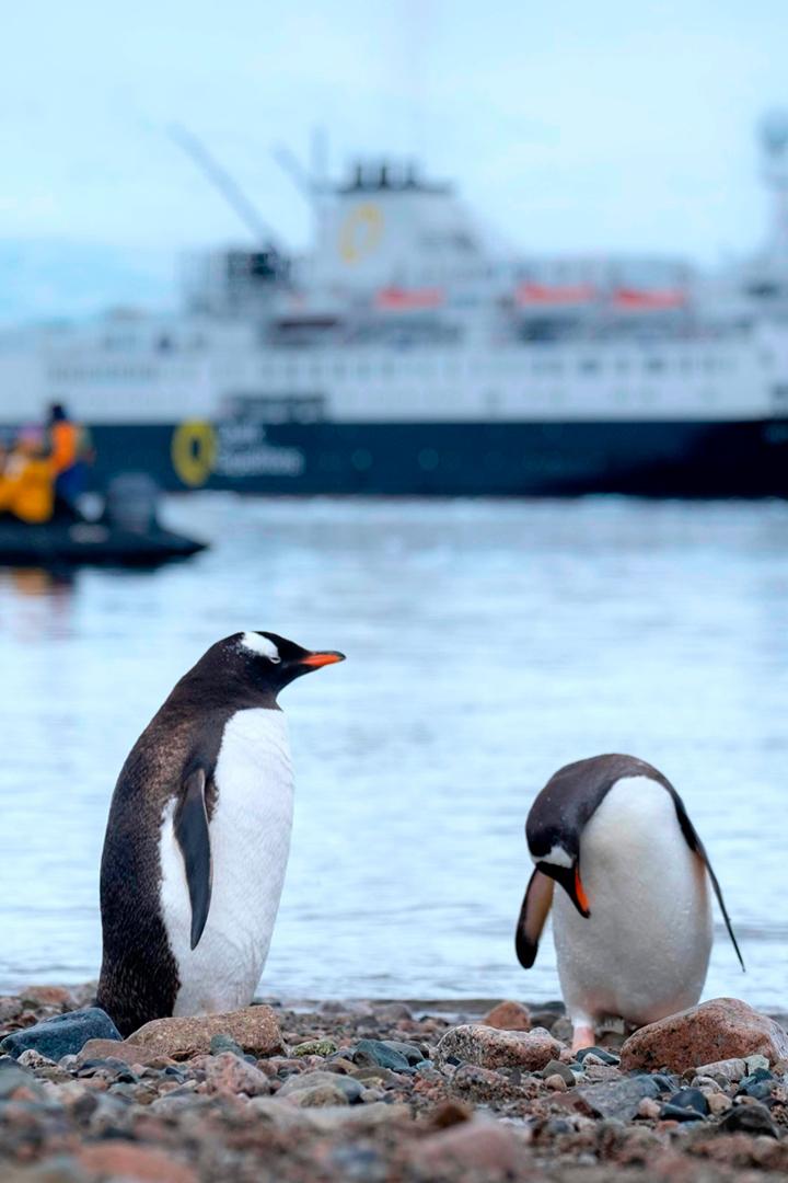 Антарктида. В поисках спасения