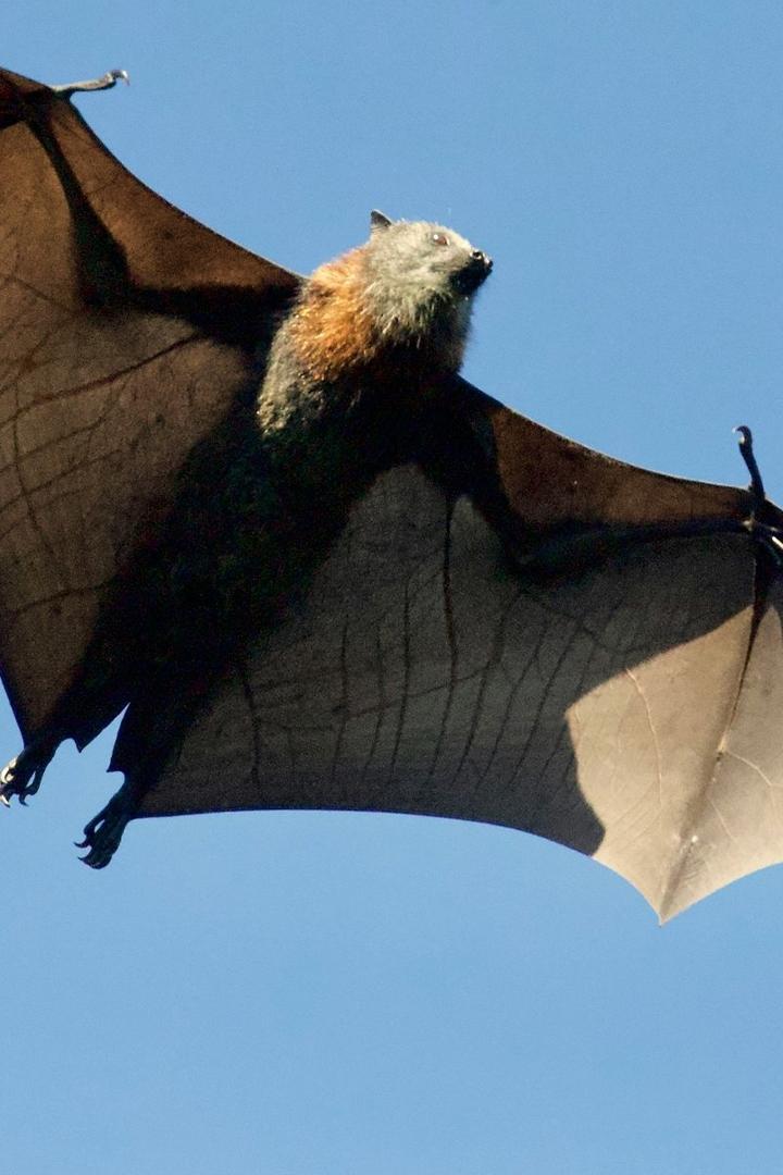 Люди и летучие мыши