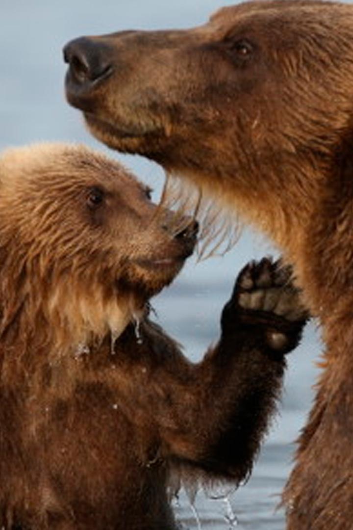 Всё дело в любви