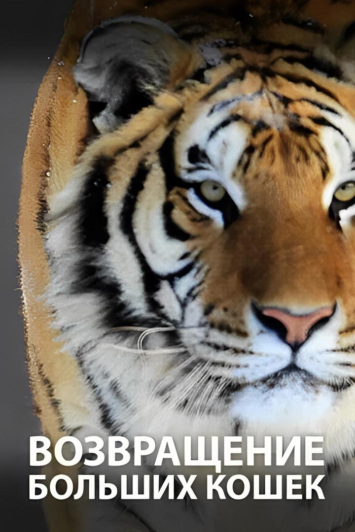 Возвращение больших кошек