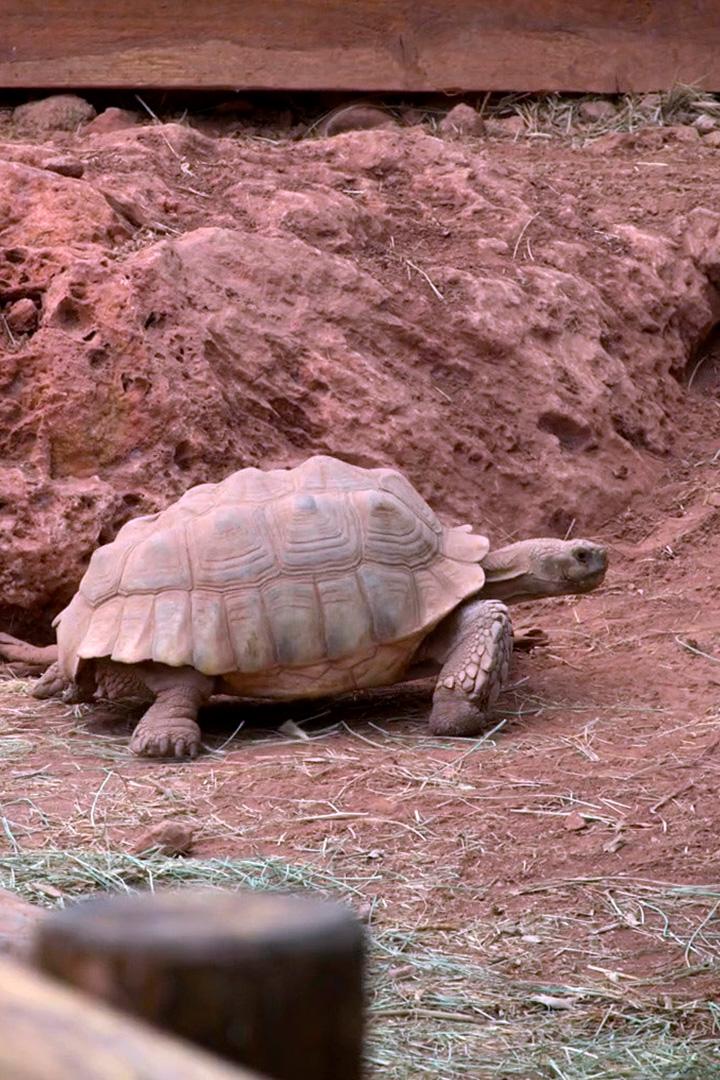 Деревня черепах в Провансе