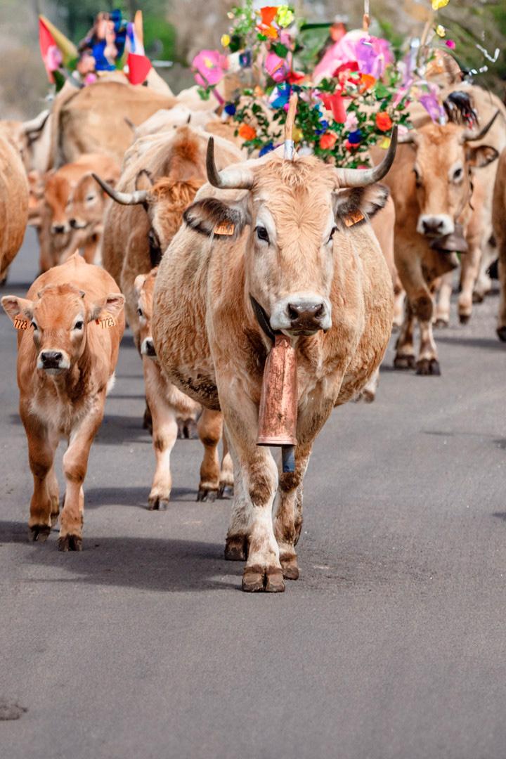 Перегон скота в Обраке