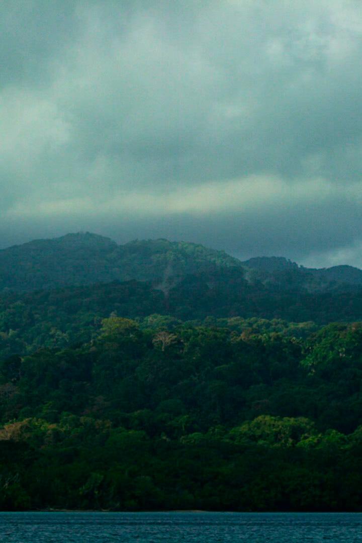 Тайны лесов Индонезии