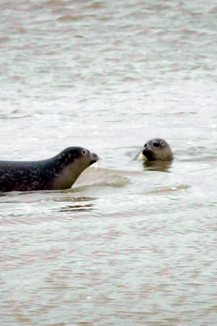 Нормандские тюлени