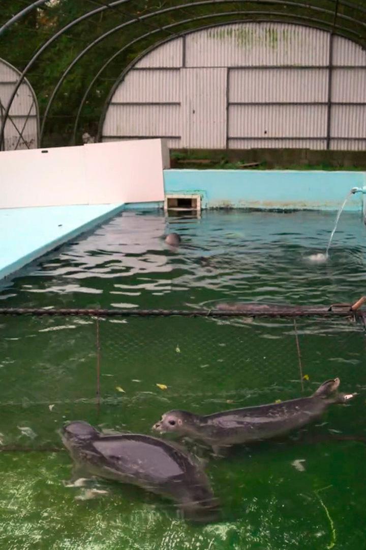 Ассоциация Шен по спасению диких животных Нормандии