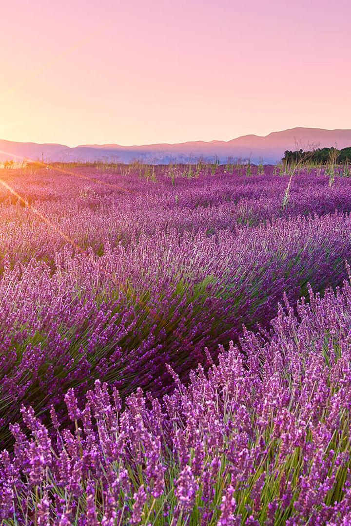 Лаванда Прованса