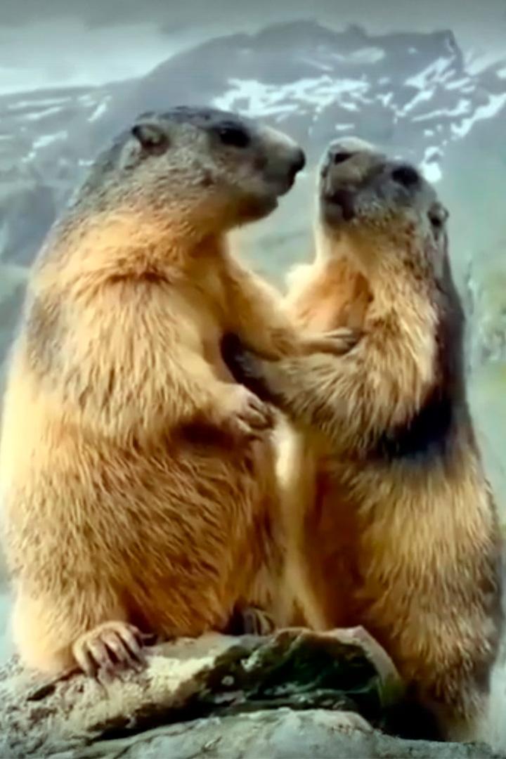 Альпийские сурки