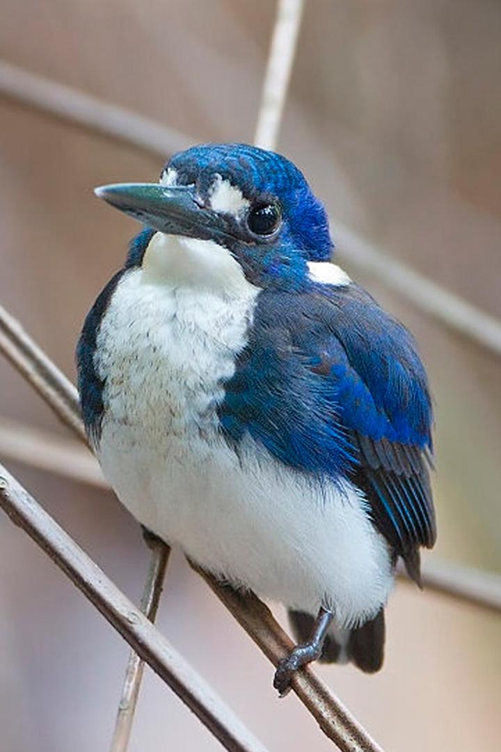 Мангровый зимородок острова Туамоту