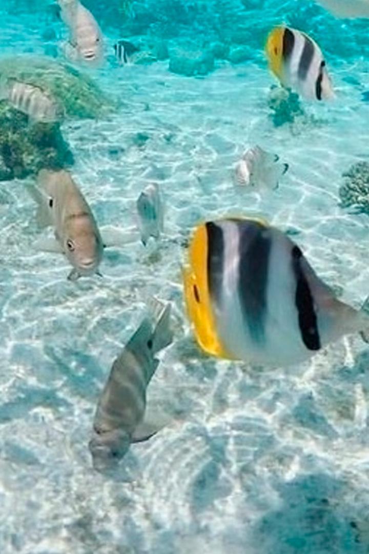 Подводный мир Таити