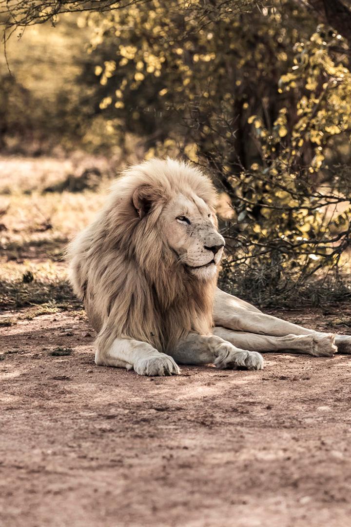 Исчезновение белых львов в Африке
