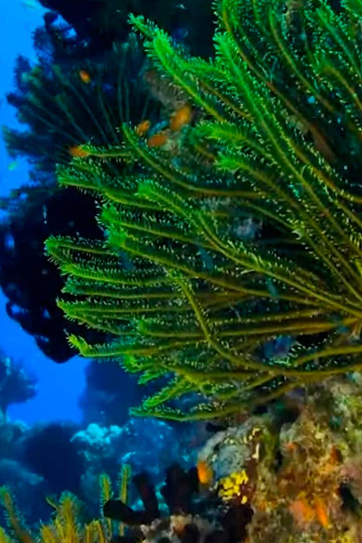 Коралы Полинезии