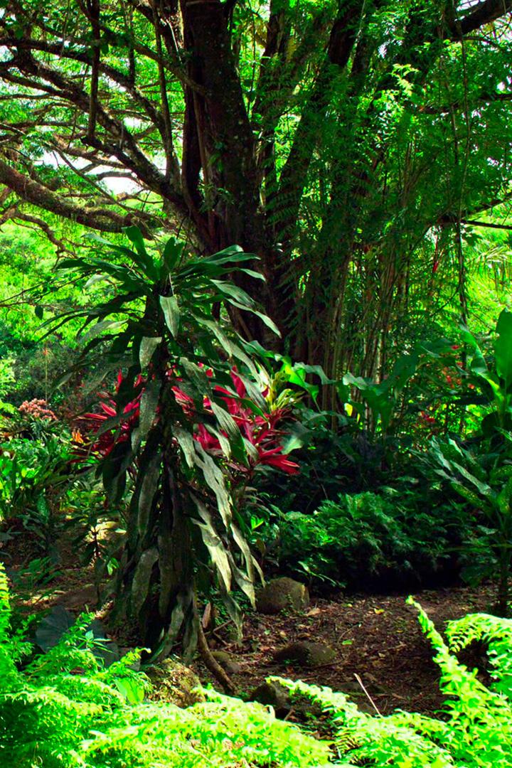 Остров птиц на Мартинике