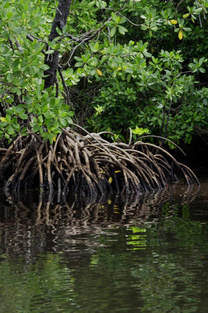 Печь земли в Западном Папуа