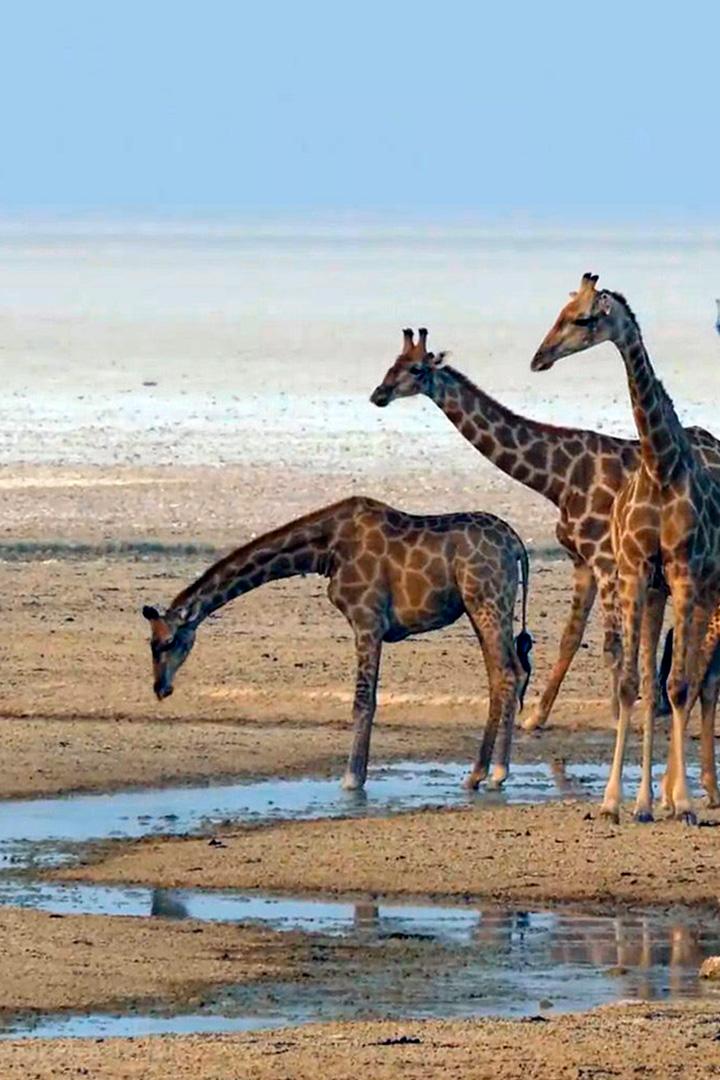 Дикая саванна Южной Африки