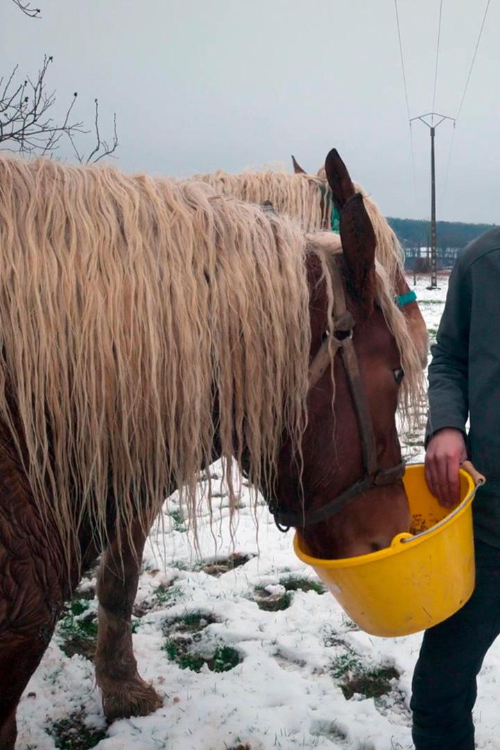 Бургундские лошади Комтойс