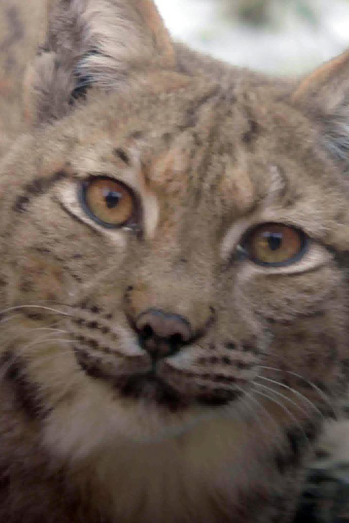 Бургундская рысь