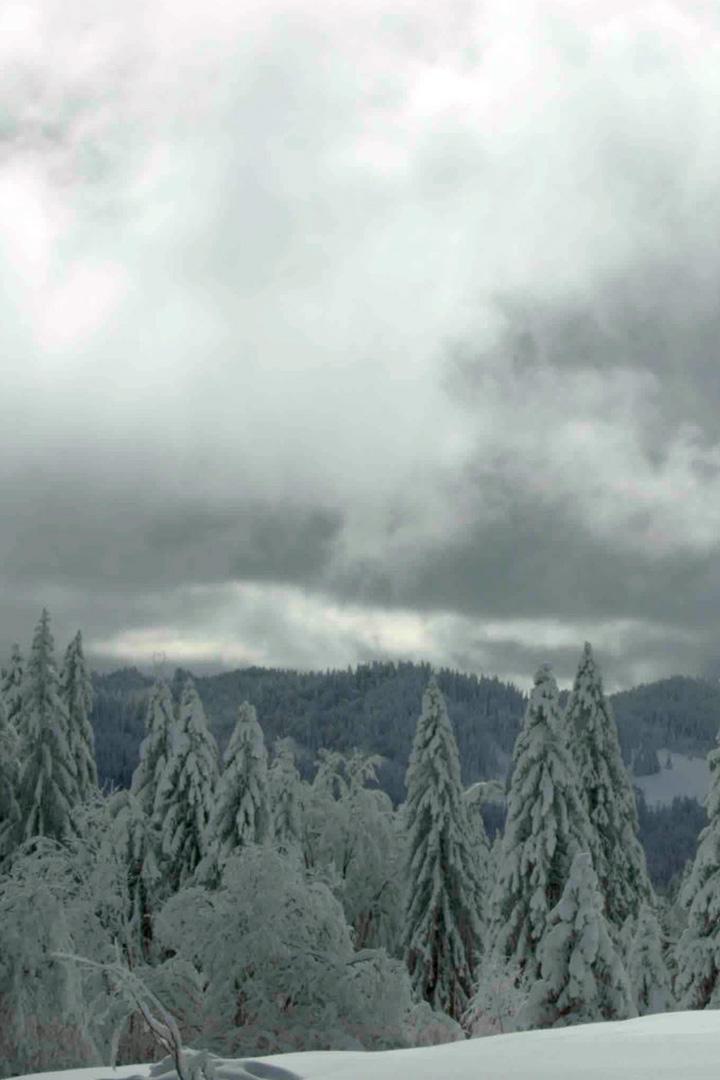 Бургундские ели