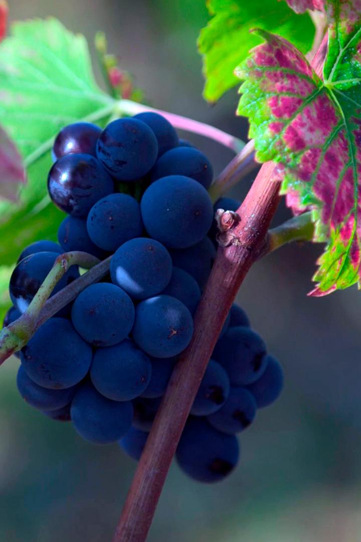 Дегустация вина в Бургундии