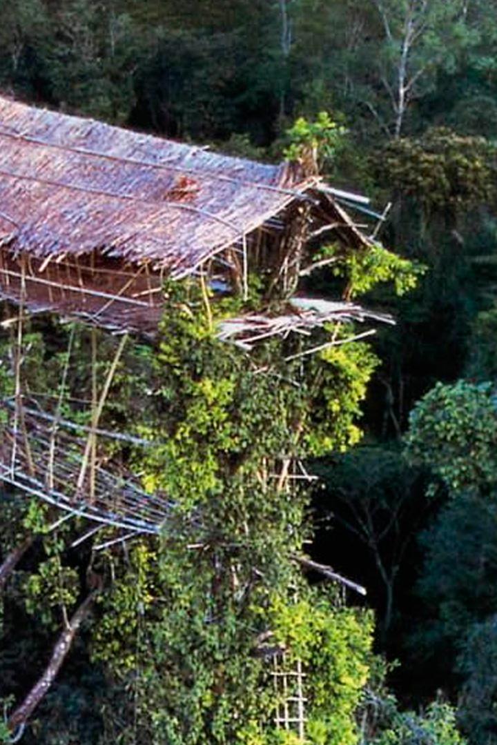 Строительство домов на деревьях в Западном Папуа