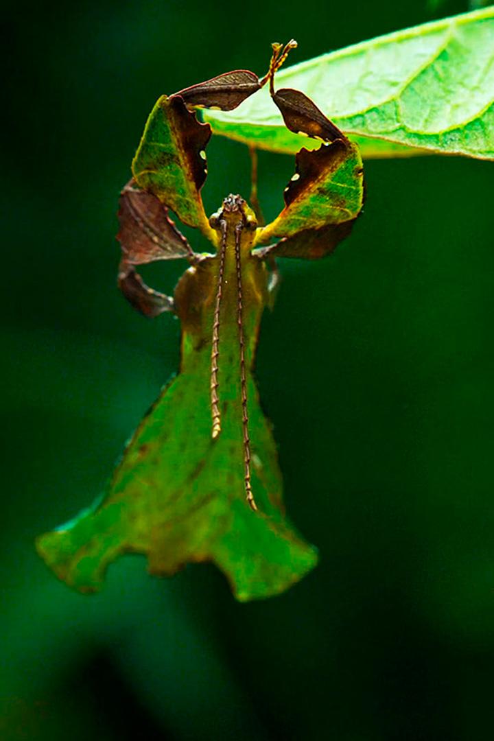 Идеальный камуфляж из Индонезии