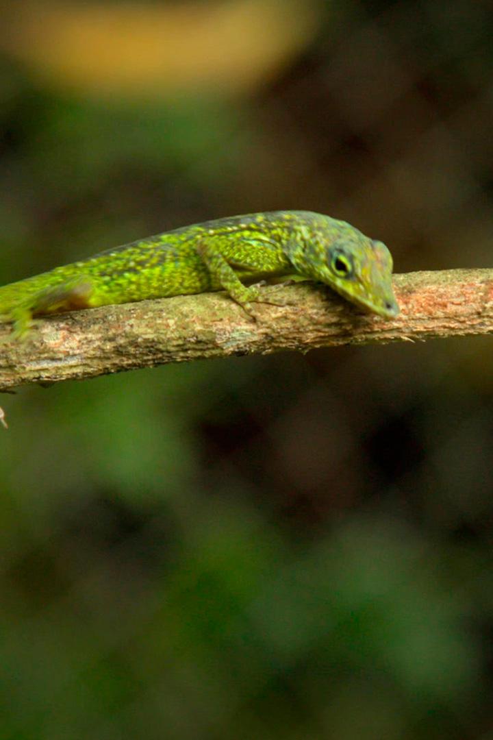 Анолис из Мартиники