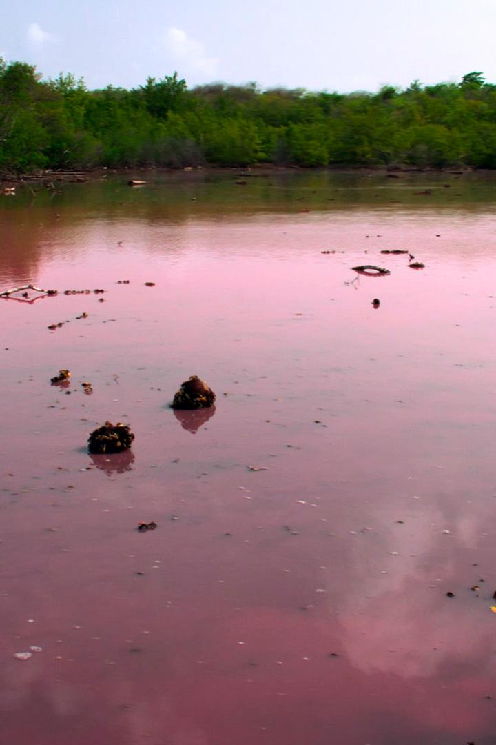 Мангровые заросли Мартиники