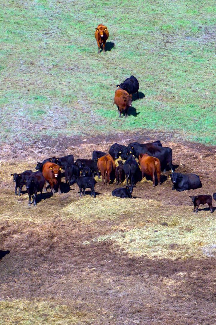 Камаргский бык из Окситании