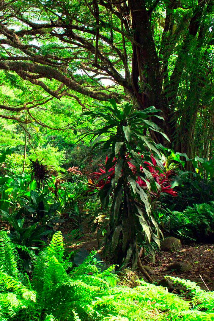 Природный заповедник Серон на Мартинике