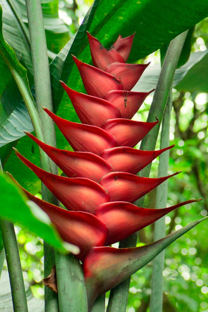 Геликония на Мартинике